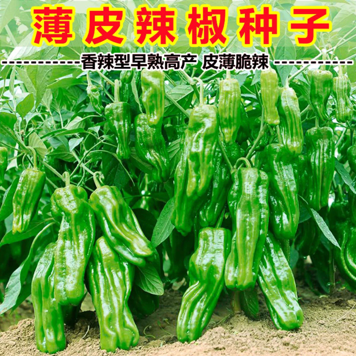 早熟薄皮青椒种子四季播种